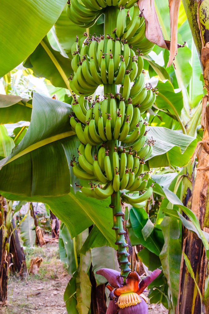 bunch-unripe-green-bananas-tree_1